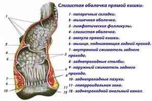 proctolog81.ru