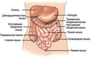 Дифференциальная диагностика геморроя и рака прямой кишки кишки через серозную оболочку