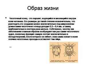 babuwka.ru